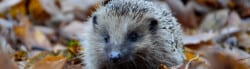 Hedgehog Facts