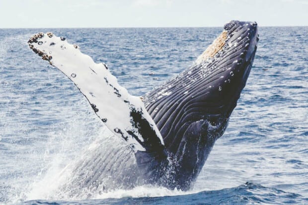 14 Surprising Humpback Whale Facts About These Gentle Giants