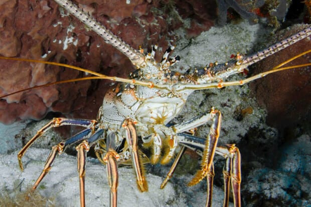 15 Lobster Facts About These Iconic Ocean Dwellers
