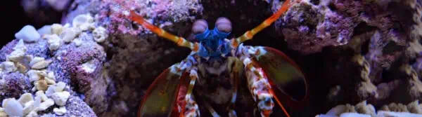 mantis shrimp facts