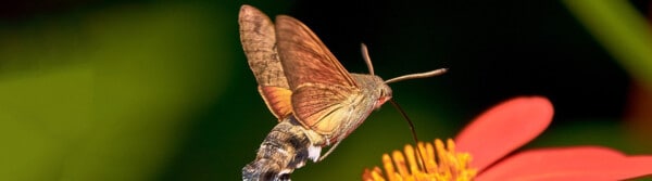 moth facts