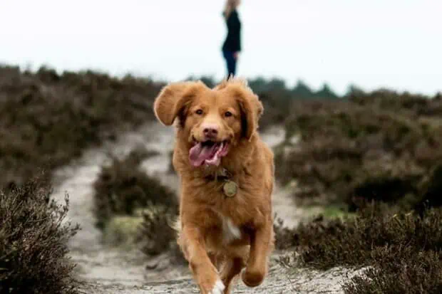 National Dog Day: Why it Matters and How to Get Involved