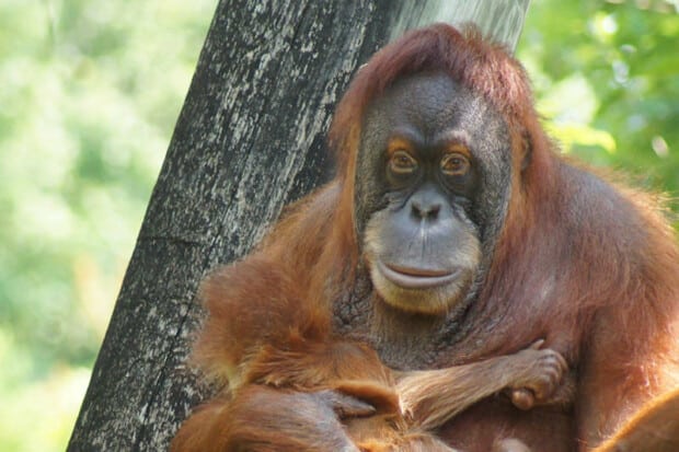 15 Surprising Orangutan Facts About The Great Apes