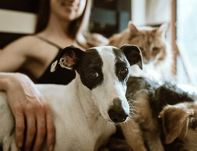 Owner with dog and cats