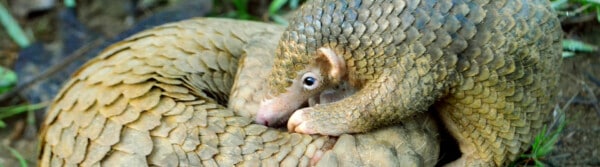 pangolin facts