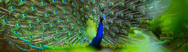 peacock facts