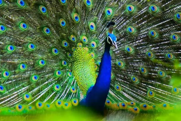 12 Surprising Peacock Facts About These Majestic Birds