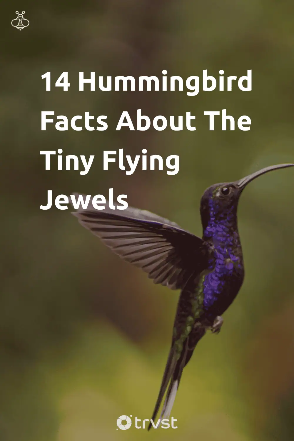 Pinterest Image for 14 Hummingbird Facts About The Tiny Flying Jewels