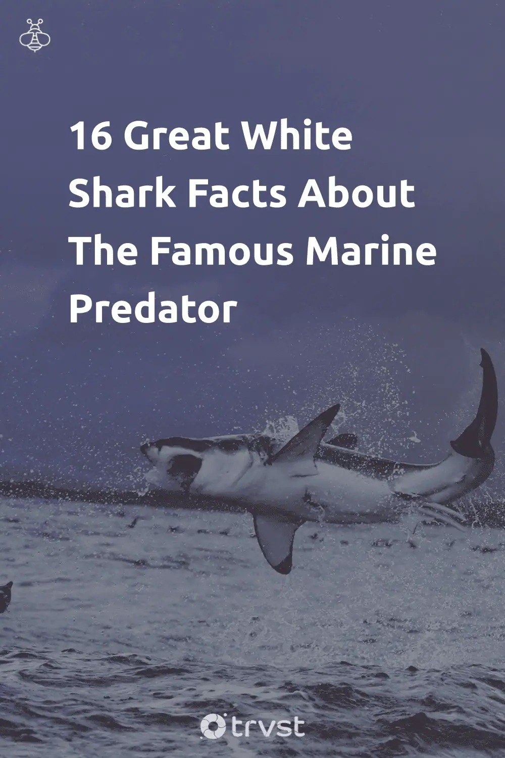 Pinterest Image for 16 Great White Shark Facts About The Famous Marine Predator