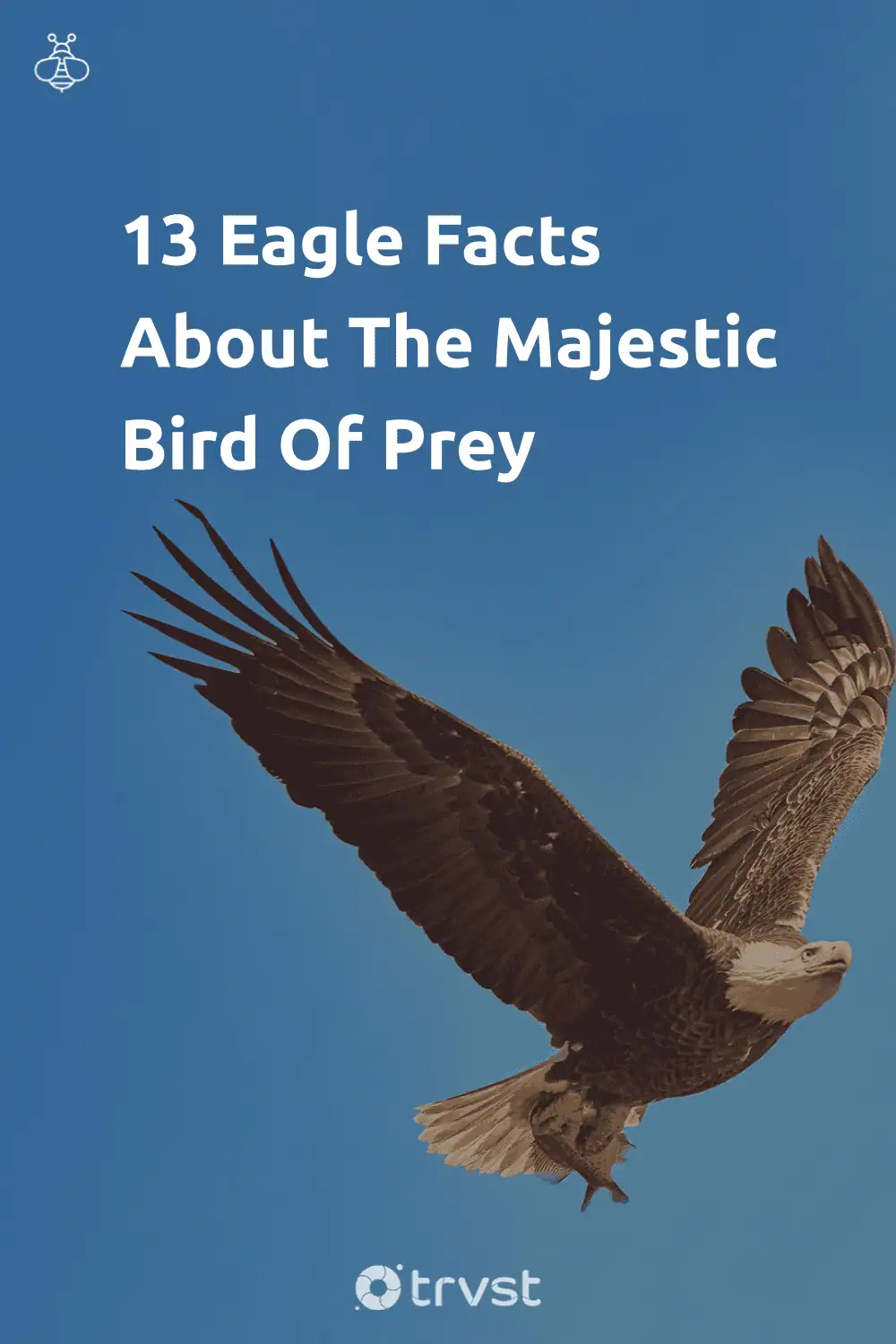 Pinterest Image for 13 Eagle Facts About The Majestic Bird Of Prey