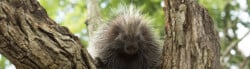 porcupine facts