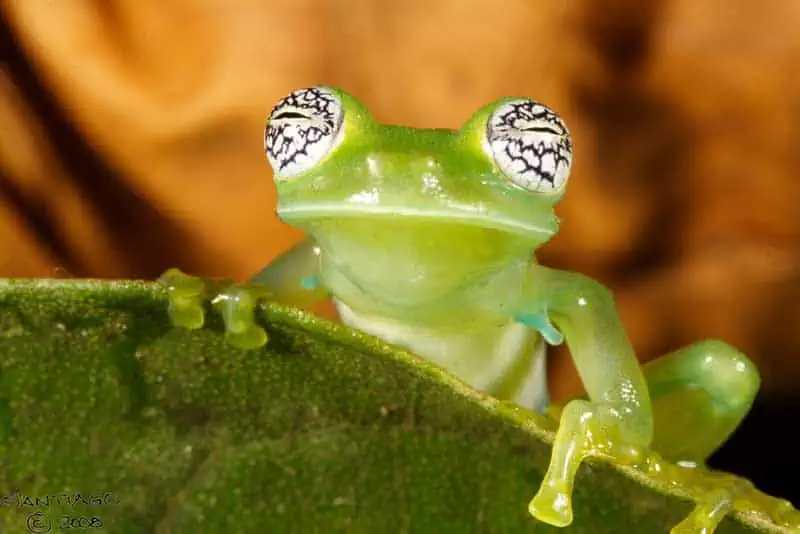 Pretty-eyed glass frog
