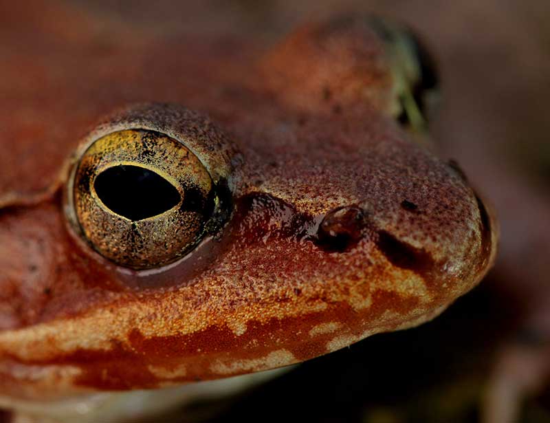 A wood frog (Rana sylvatica)