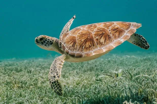 14 Sea Turtle Facts: Unveiling Secrets of Ocean Wanderers