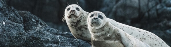seal facts