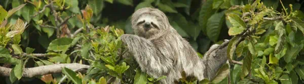 Sloth Facts