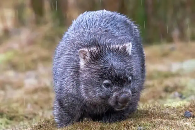 14 Wonderful Wombat Facts About the Unique Marsupial