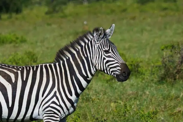 12 Zebra Facts About Africa’s Striped Mammal