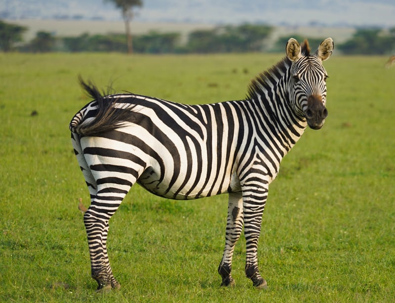 12 Zebra Facts About Africa's Striped Mammal