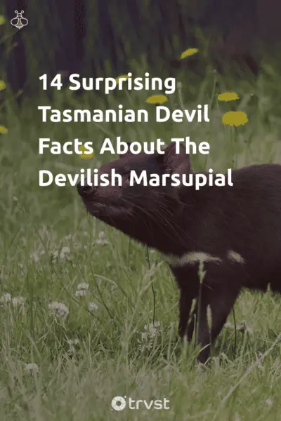 Pin Image Portrait 14 Surprising Tasmanian Devil Facts About The Devilish Marsupial