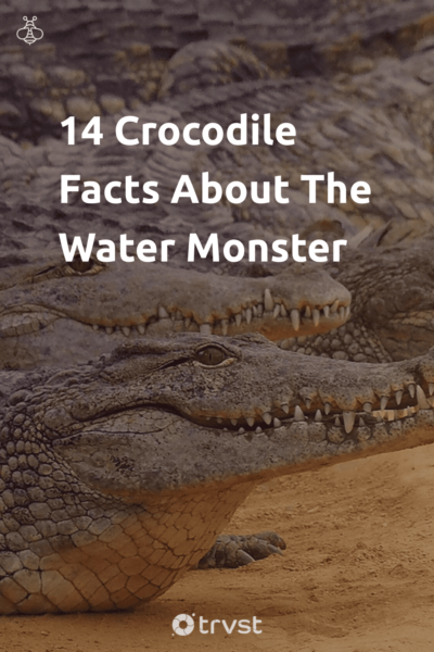 Pin Image Portrait 14 Crocodile Facts About The Water Monster