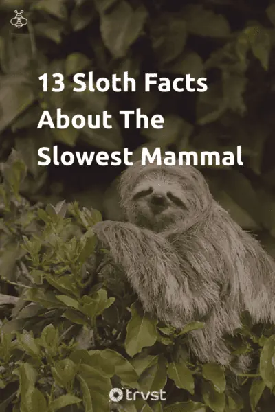 Pin Image Portrait 13 Sloth Facts About The Slowest Mammal