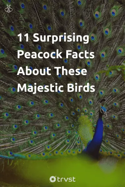 Pin Image Portrait 11 Surprising Peacock Facts About These Majestic Birds