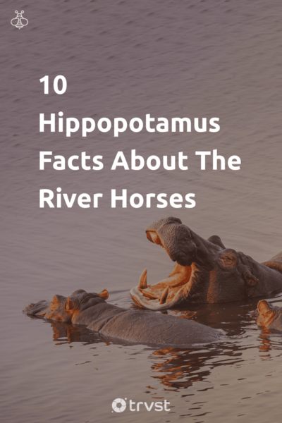 Pin Image Portrait 10 Hippopotamus Facts About The River Horses