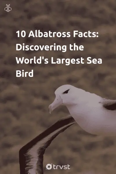 Pin Image Portrait 10 Albatross Facts: Discovering the World's Largest Sea Bird