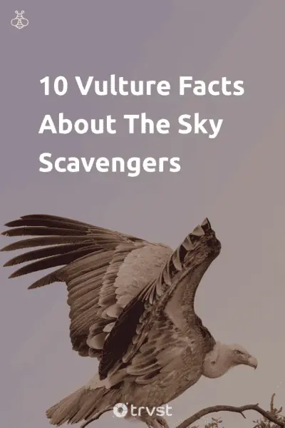 Pin Image Portrait 10 Vulture Facts About The Sky Scavengers
