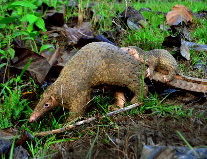 adult and pup pangolin