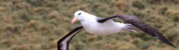 albatross facts