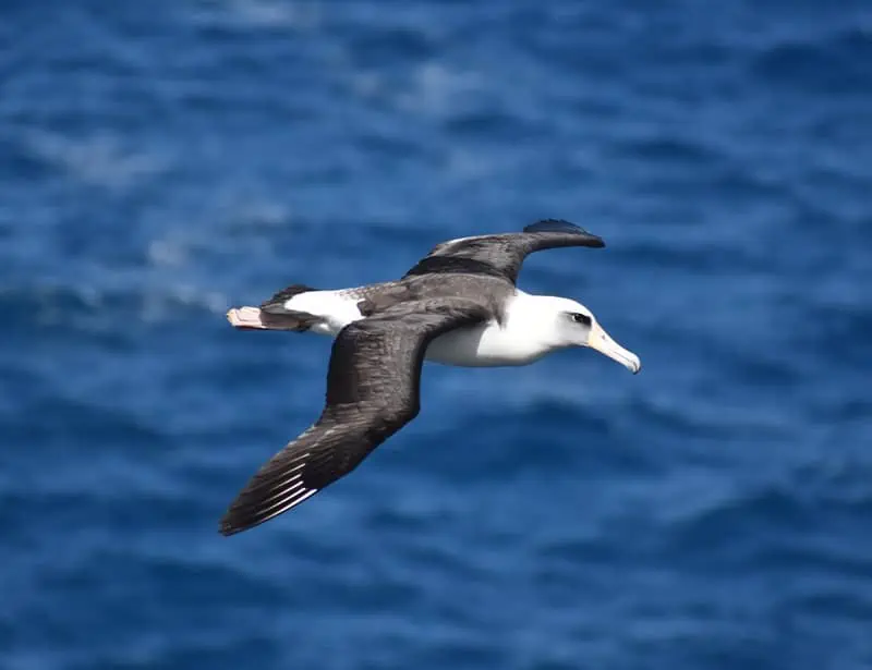 albatross on air