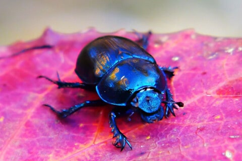 17 Beetle Facts You Don't Want To Miss
