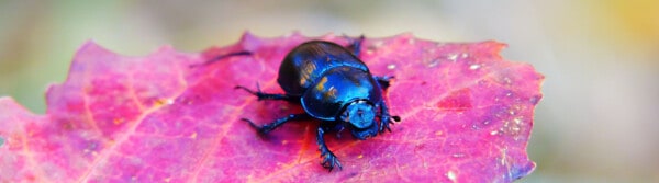 beetle facts