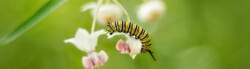 caterpillar facts