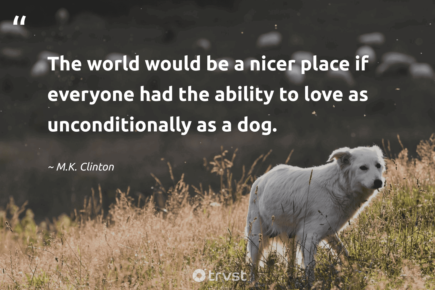 Amazing Dog Quotes
