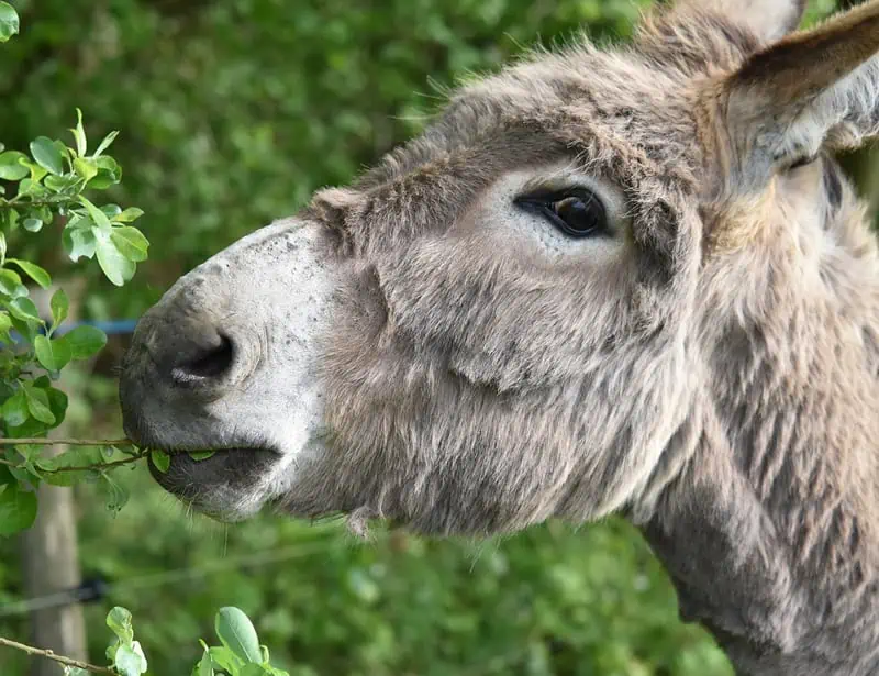 15 Donkey Facts About The Misunderstood