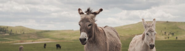 donkey quotes