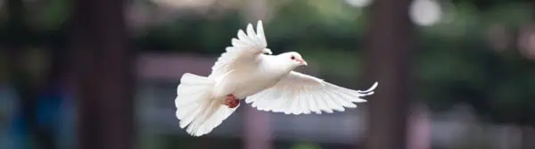 dove facts