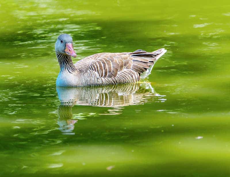 duck in green algae polluted water