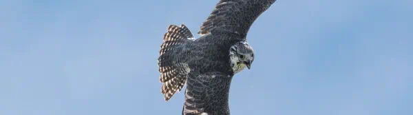 falcon facts