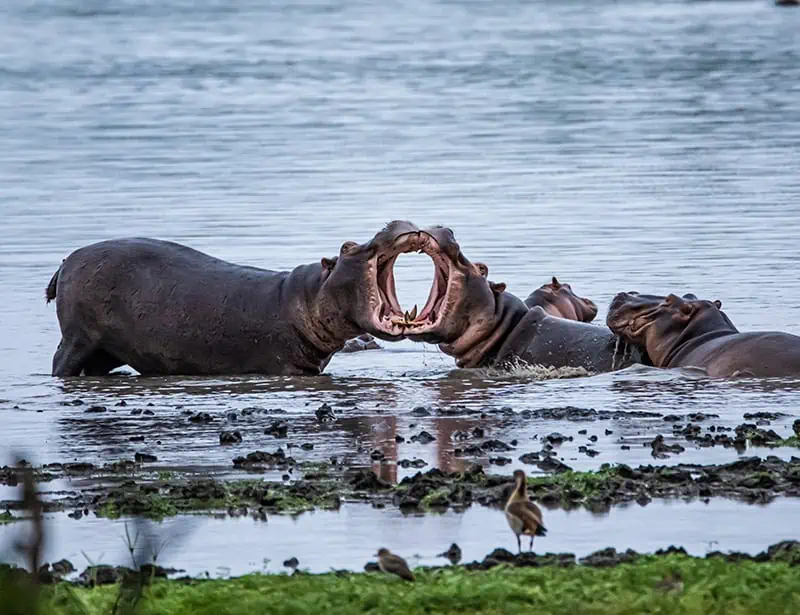 two fighting hippos in the river