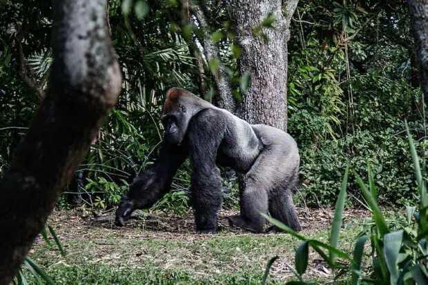 11 Gorilla Facts Exploring The True Nature Of The Gentle Giants