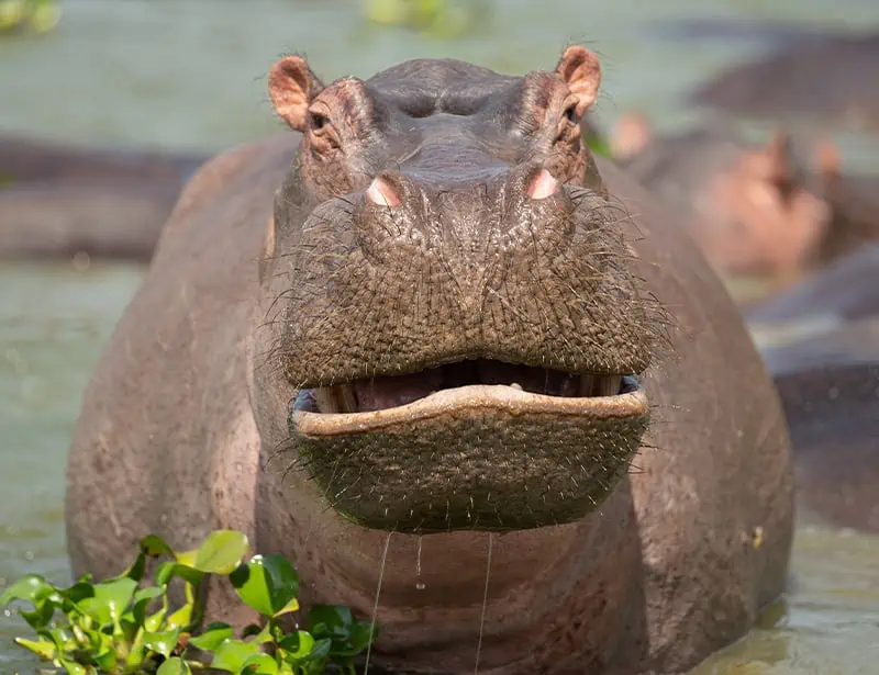 hippopotamus facing front