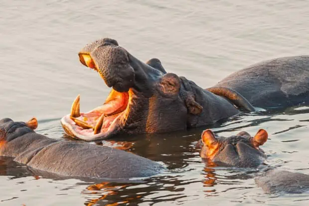 10 Hippopotamus Facts About The River Horses