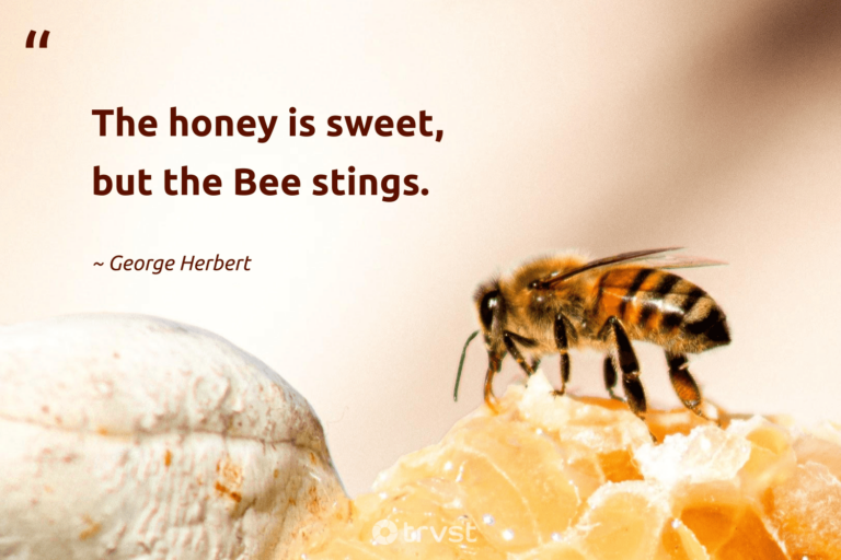 "The honey is sweet, but the Bee stings." -George Herbert #trvst #quotes #socialimpact #socialchange 