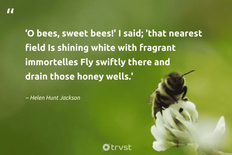 "O bees, sweet bees!' I said; 'that nearest field Is shining white with fragrant immortelles Fly swiftly there and drain those honey wells.'" -Helen Hunt Jackson #trvst #quotes #dogood #planetearthfirst 