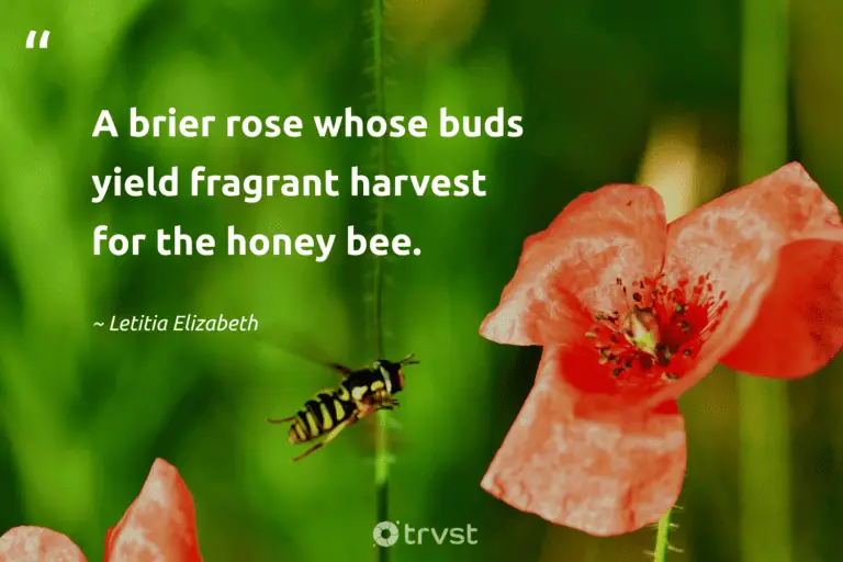"A brier rose whose buds yield fragrant harvest for the honey bee." -Letitia Elizabeth #trvst #quotes #thinkgreen #socialchange #rose 