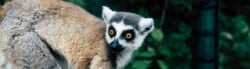 lemur facts